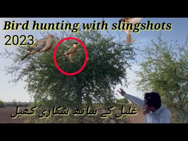 birds hunting video //slingshot Hunter shooter Gulail master Khawar  Ali Khaur in Pakistan