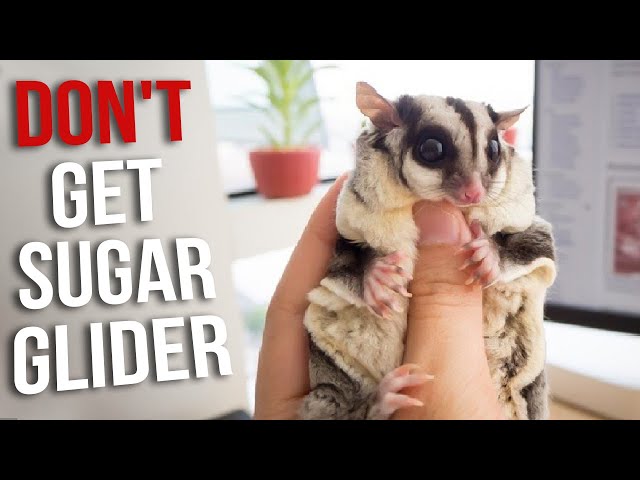 Don't Get a Sugar Glider Until You Watch This! | Reasons Not To Get a Sugar Glider