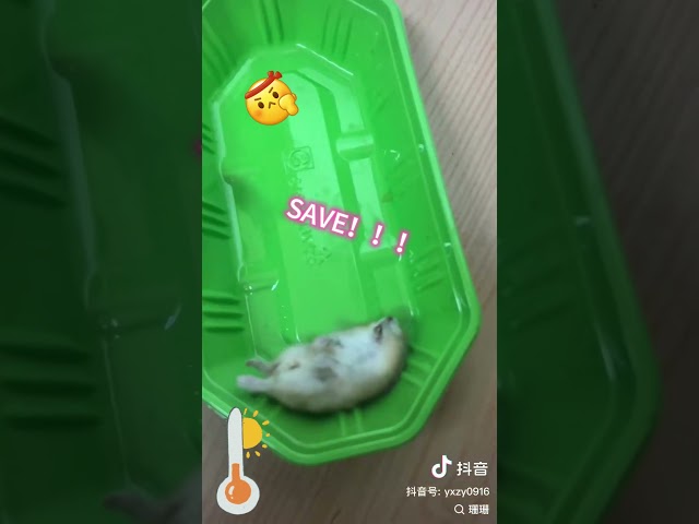 My Sweetlady Hamster Cocoa Bouncy, Save it!