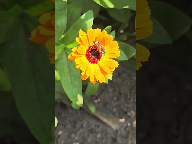 #flower