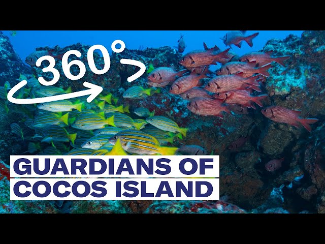 Guardians of Cocos Island - 360˚ video