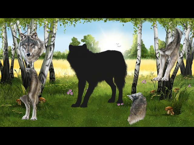 CUTE ANIMALS Wolf, Bison, Dog, Tiger, Lion, 들소, 얼룩말, 말, 고양이, 사자, 기니피그