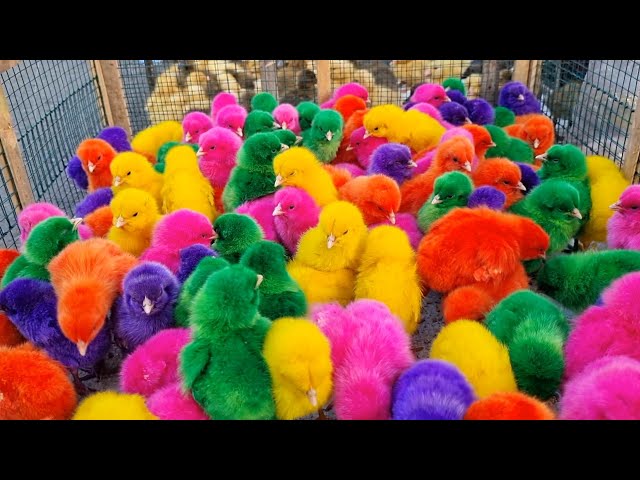 World Cute Chickens - Colorful Chickens - Rainbows Chickens - beautiful chicken - Cat Cute Animals