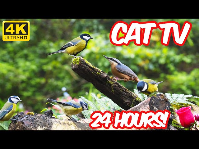 [NO ADS] 😺 So Many Little Birds in Summer Forest 🐦 Cat TV for Cats to Watch 😺 🐦 24 Hours (4K)