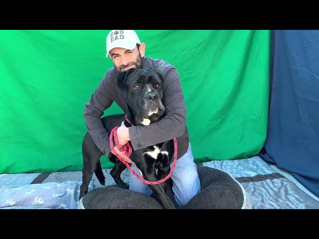 New and URGENT! A5520540 Gordo | Neapolitan Mastiff