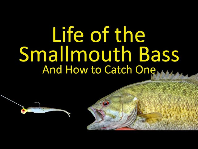 Life of the Smallmouth Bass and How to Catch a Smallie