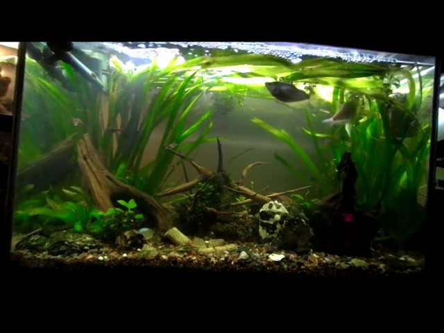 3D 180 VR Freshwater planted tank - Master of None