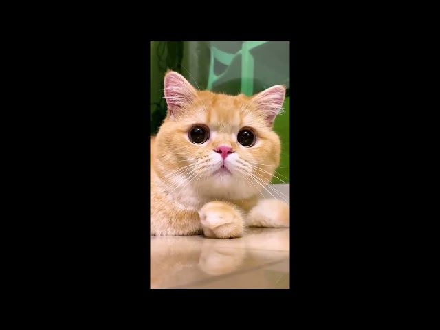 Funny Cute Kitty Cats Animals Enjoy #video#kitty#cat#part#youtube 5