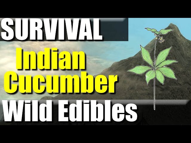 Wild Edibles- Indian Cucumber-Survival food? | RevHiker