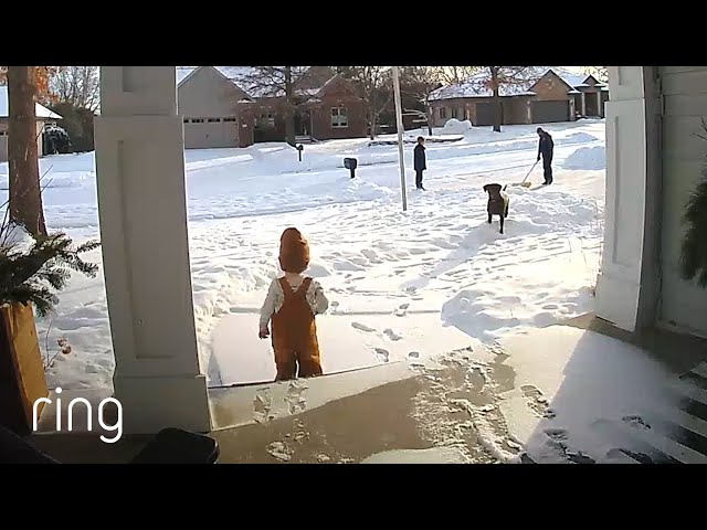 Rosie the Dog vs. Toddler: Who Wins in Snowy Matchup | RingTV