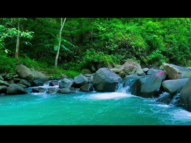 River sounds for sleeping Asmr nature sounds Stream sounds Soft water sounds forest ambience