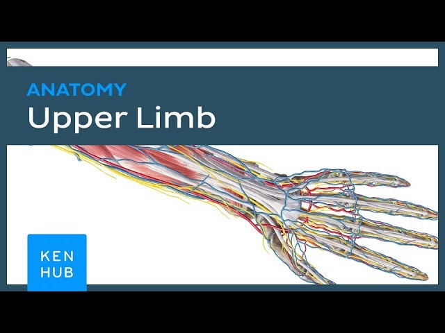 Vimeo series: Upper extremity anatomy (Trailer) | Kenhub