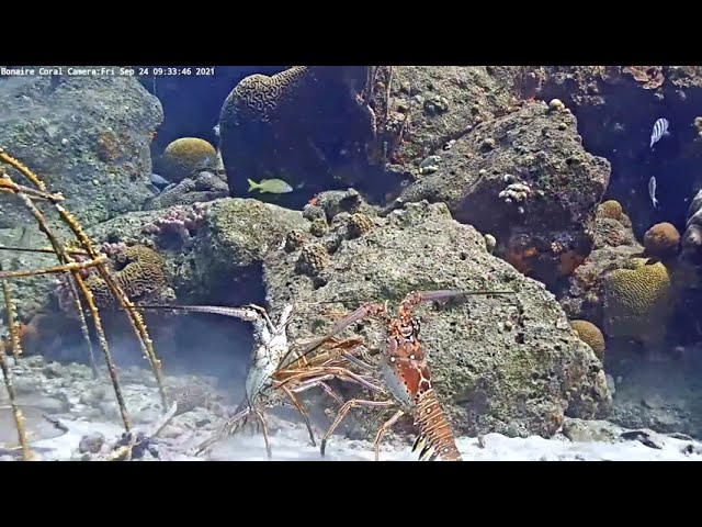 Harbour Village Bonaire Coral Reef Lobster Fight