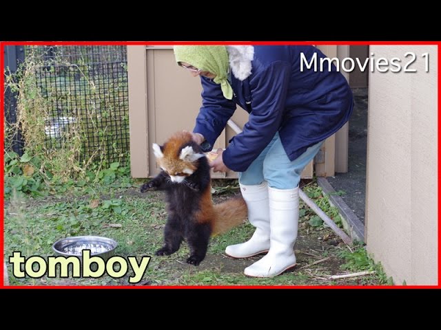 お転婆赤ちゃんレッサーパンダに振り回される飼育員さん