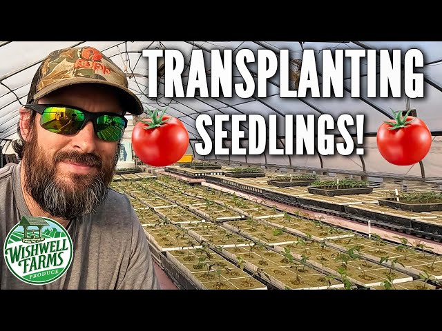 I'm Sharing My BEST Hydroponic Tomato Transplanting Tips!