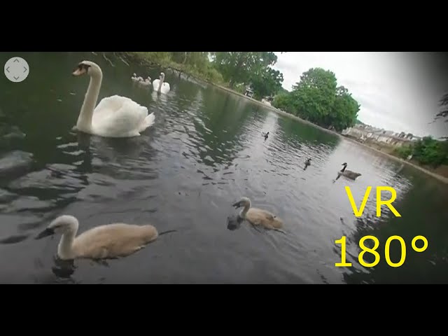 VR180° Swans up real close. Too close !