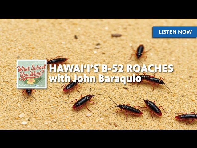 Hawai‘i’s B-52 Roaches (with John Baraquio) | WHAT SCHOOL YOU WENT?