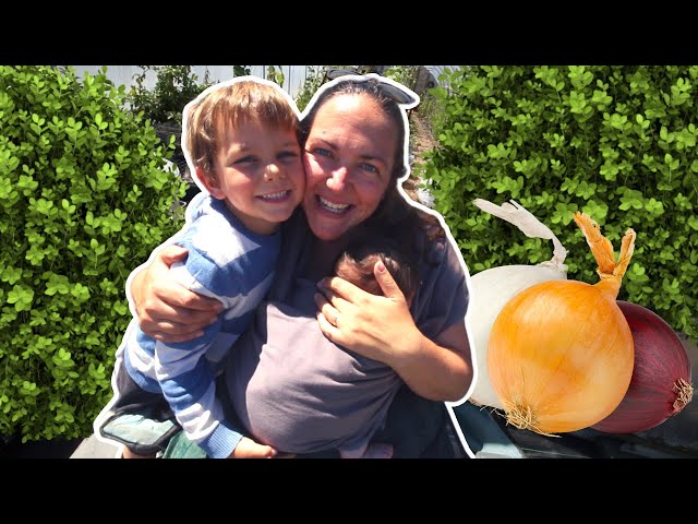 Harvesting Onions With Small Kids On The Homestead - Join Us For A Day In The Life Vlog