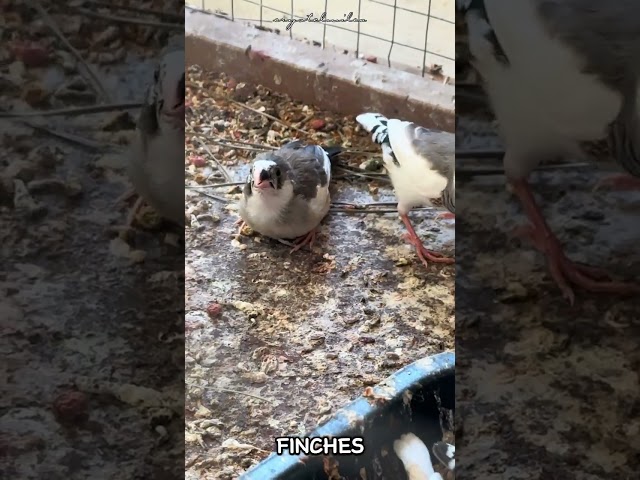 Baby Finch Just Wan Food | Finch #CM_o8o1