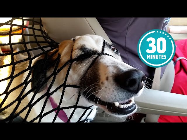 Try Not to Laugh CHALLENGE | 30 Minutes of Funny Dogs