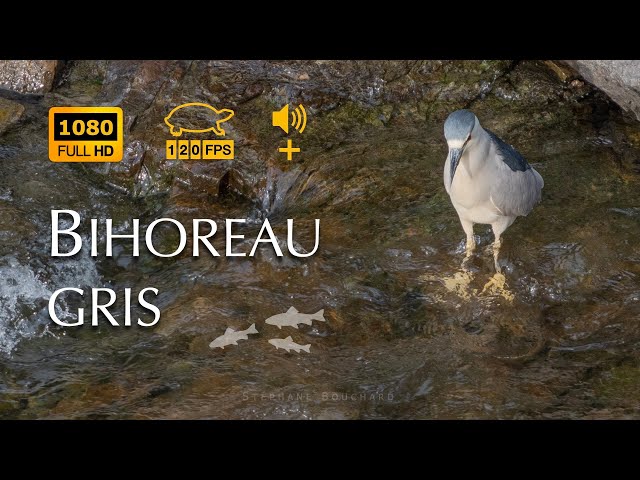 Pêche fructueuse pour un bihoreau gris - Successful fishing for a black-crowned night heron