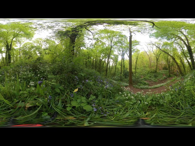 Forest bathing | Bluebells in the forest (360 video)