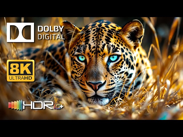 Most Amazing HDR 8K 120fps Dolby Vision (8K Video ULTRA HD)