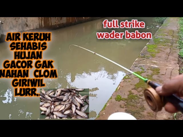 MANCING DI KALI SEHABIS HUJAN SERU BANGET GAEESS FULL DTRIKE BABON