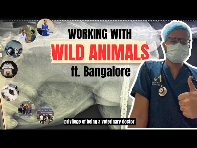 Working with Wild Animals in Bangalore 🐾❤️ || #veterinary #neet #doctor #vet