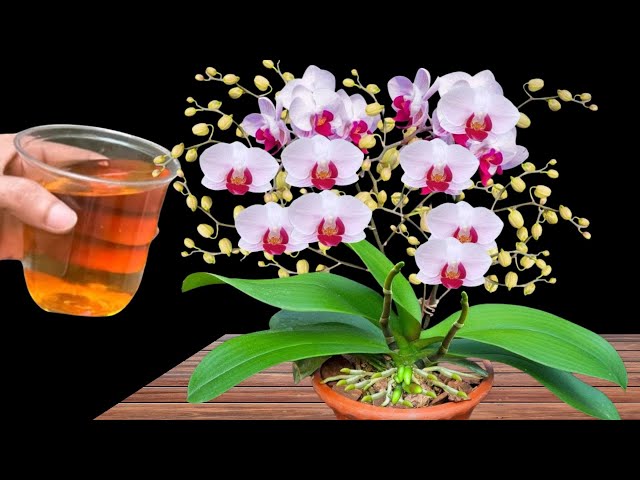 Just 1 cup! Orchids send out thousands of roots and flower immediately