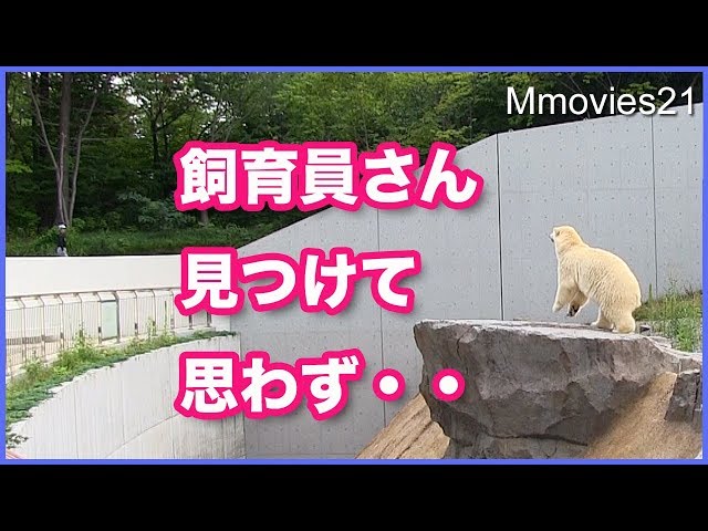 【Polar Bear】 Lila waiting for food ,What did she do when she found the keeper?