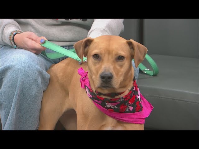 Wake Up Wags: 2-year-old Abby is looking for her forever home