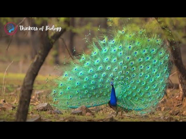 "BLUE PEACOCK: The Rarest Bird in the World"(Wildlife species)