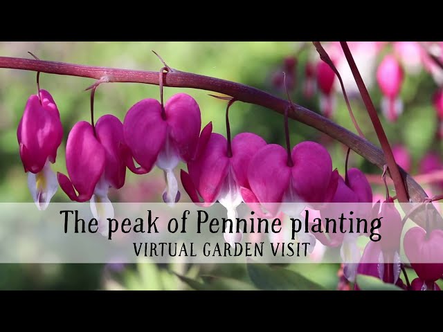 Scape Lodge, the peak of Pennine planting