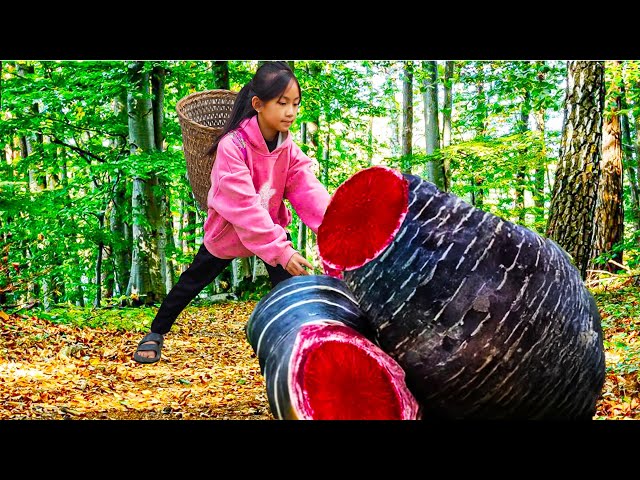 Poor Girl Harvesting Yams the Devil's food Go To Market Sell | Poor Girl +