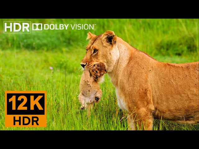 CUTEST ANIMALS in 12K 60FPS ULTRA HD VIDEO