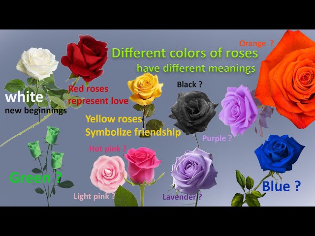 The Rose Tales | Meaning Of Different Color Roses | Songs With Lyrics