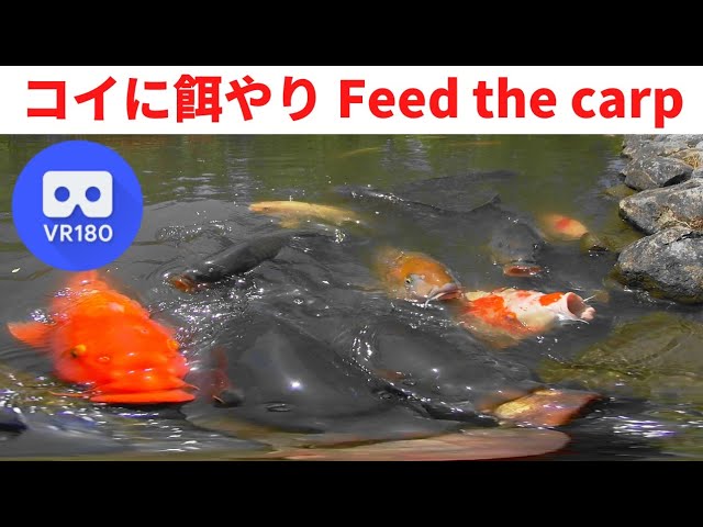 VR180  Feed the carp (Nishiki-koi) コイに餌やり