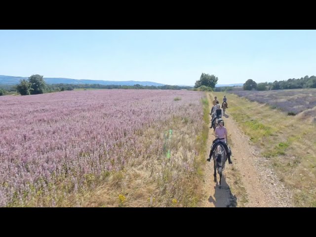 360° VR horsebackriding through Lavender Fields of Provence (#provence #francetravel)