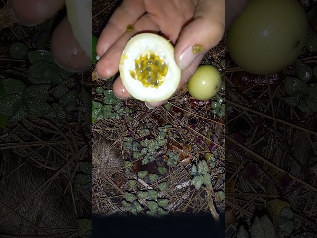 getting to know one of the volunteer passionfruit vines growing out