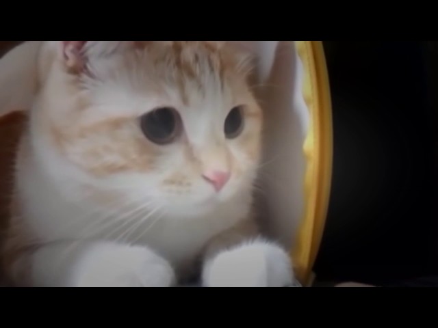 Funny Cats Funny Cat Videos Best | Funny Videos Cats Compilation Most Popular