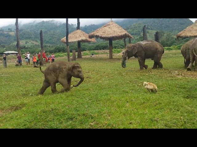 Baby Elephant Chasing a Dog