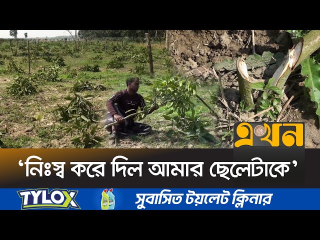 রাতের আঁধারে ৮ শতাধিক আমগাছ কেটেছে  দুর্বৃত্তরা |  Chapainawabganj News | Ekhon TV