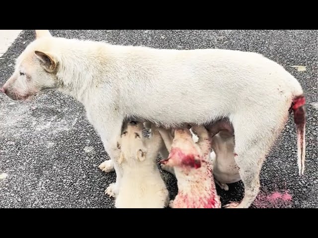 After a car accident, Bleeding stray dog ​​mom feeds hungry puppies Despite Pain!