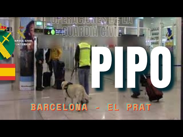 Un perro "pasivo" detector de drogas descubre + de 4 kg de cocaína en una maleta en el El Prat.