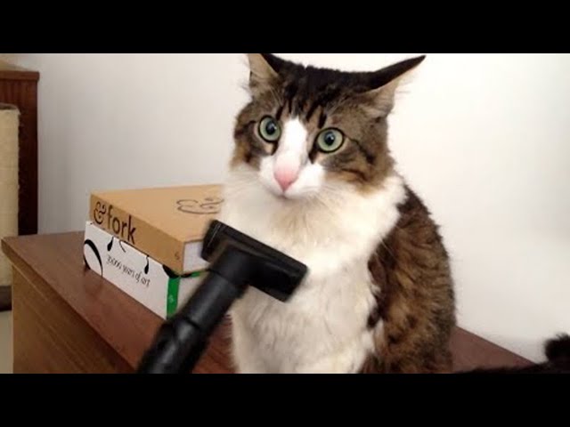 Cats being their weird and funny selves! 😹 Funny Cats Videos