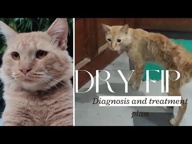 "Unveiling the Truth:Understanding Dry Neuro FIP in Cats"Corona 🦠 Feline infectious peritonitis🐱