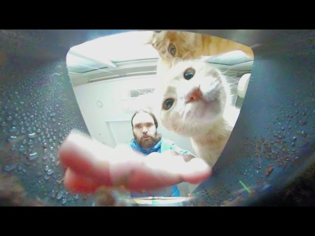 POV: You are my Cats Grass 🐈 ASMR 360 VR