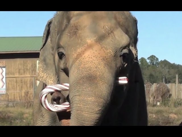 #7 A Giant Candy Cane made for an Elephant named Shirley