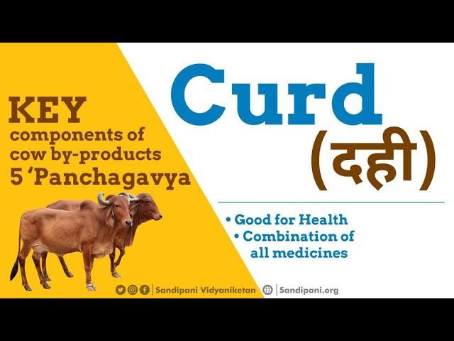 Curd - a super-food best eaten in the Morning | Gir Cow | Panchagavya | Sandipani Gaushala